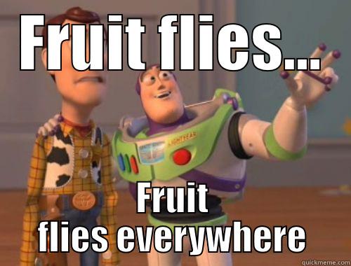 FRUIT FLIES... FRUIT FLIES EVERYWHERE Misc