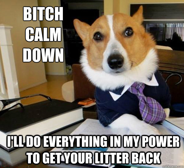 bitch
calm down i'll do everything in my power to get your litter back  Lawyer Dog