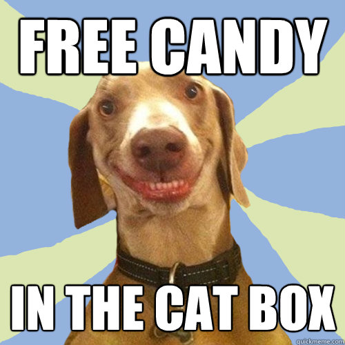 Free candy  in the cat box  Disgusting Doggy