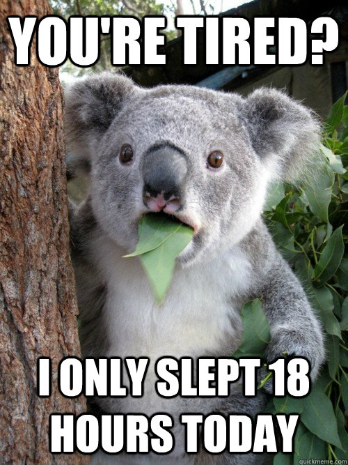 You're tired? i only slept 18 hours today - You're tired? i only slept 18 hours today  koala bear