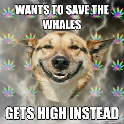 WANTS TO SAVE THE WHALES GETS HIGH INSTEAD  Stoner Dog