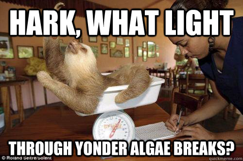 hark, what light through yonder algae breaks? - hark, what light through yonder algae breaks?  Dramatic Sloth