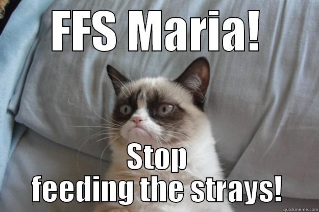 FFS MARIA! STOP FEEDING THE STRAYS! Grumpy Cat