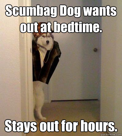 Scumbag Dog wants out at bedtime. Stays out for hours.   Scumbag dog