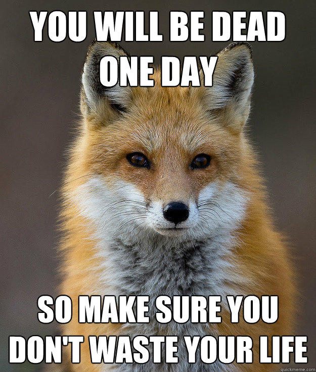 you will be dead one day so make sure you don't waste your life  Fun Fact Fox