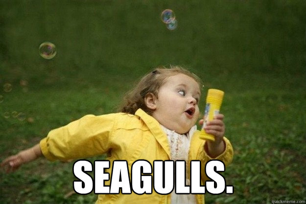  seagulls.  