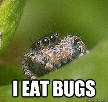  I EAT BUGS  Misunderstood Spider