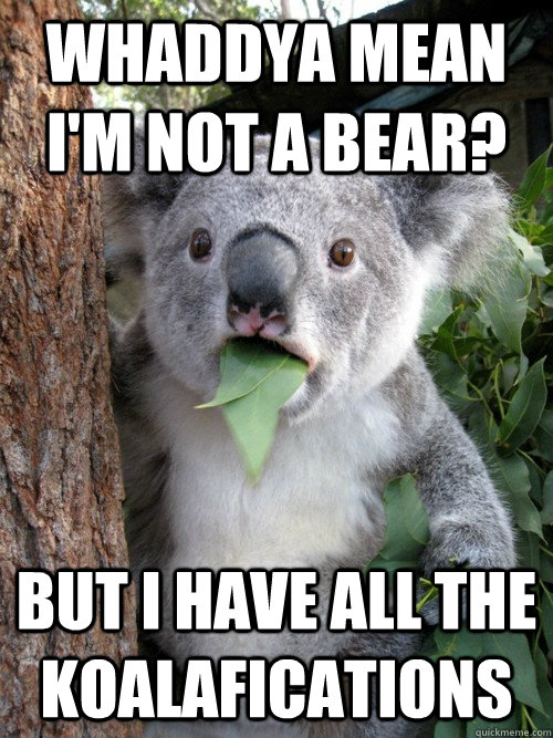 Whaddya mean I'm not a bear? but i have all the koalafications - Whaddya mean I'm not a bear? but i have all the koalafications  koala bear