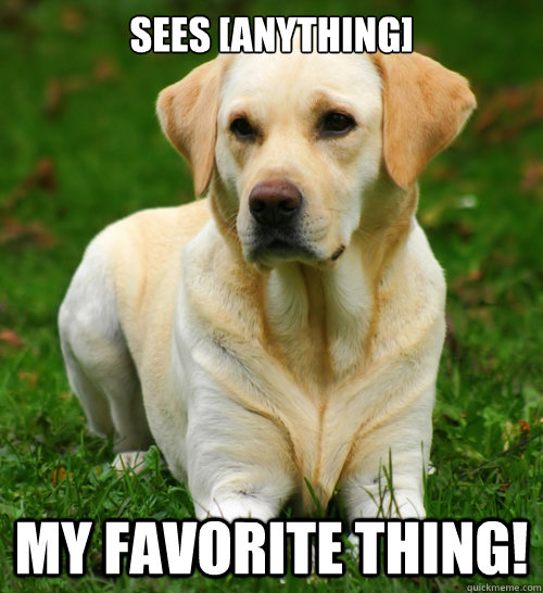 sees [anything] my favorite thing!  Dog Logic