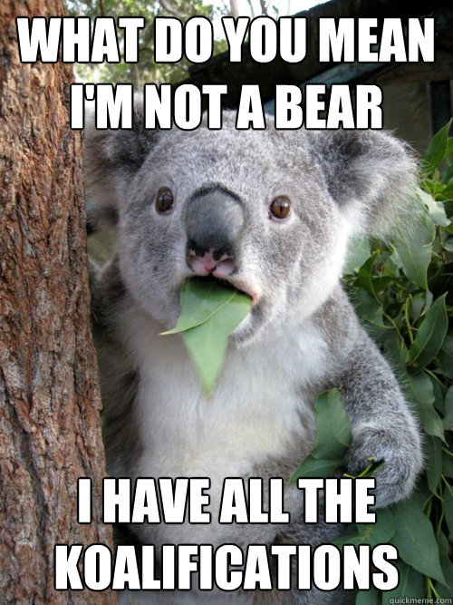 What do you mean i'm not a bear i have all the koalifications  koala bear