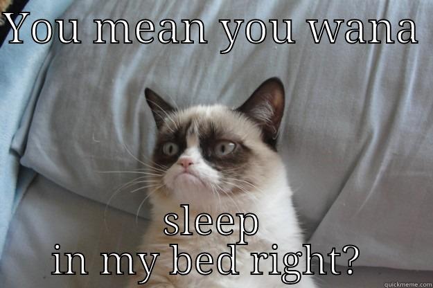 YOU MEAN YOU WANA  SLEEP IN MY BED RIGHT?  Grumpy Cat