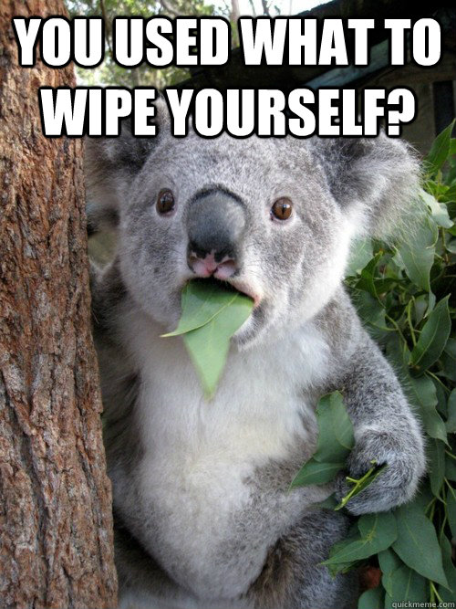 You used what to wipe yourself? - You used what to wipe yourself?  koala bear