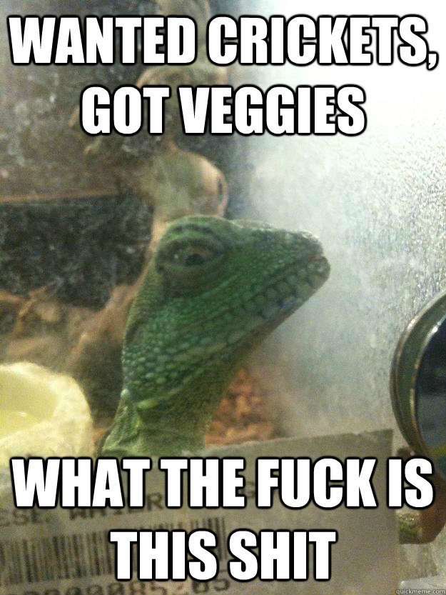 wanted crickets, got veggies what the fuck is this shit  Leery Lizard