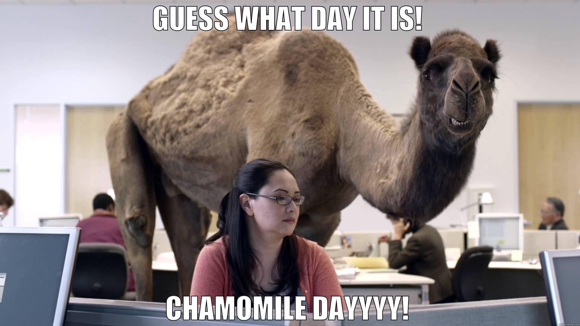 GUESS WHAT DAY IT IS! CHAMOMILE DAYYYY! Misc