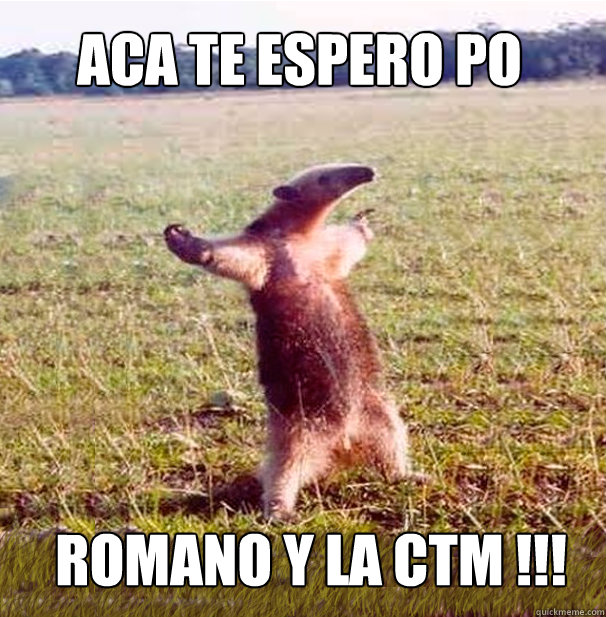  aca te espero po Romano y la ctm !!! -  aca te espero po Romano y la ctm !!!  oso hormiguero