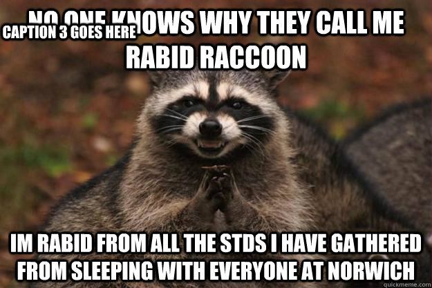 No one knows why they call me rabid raccoon im rabid from all the stds i have gathered from sleeping with everyone at norwich Caption 3 goes here - No one knows why they call me rabid raccoon im rabid from all the stds i have gathered from sleeping with everyone at norwich Caption 3 goes here  Evil Plotting Raccoon