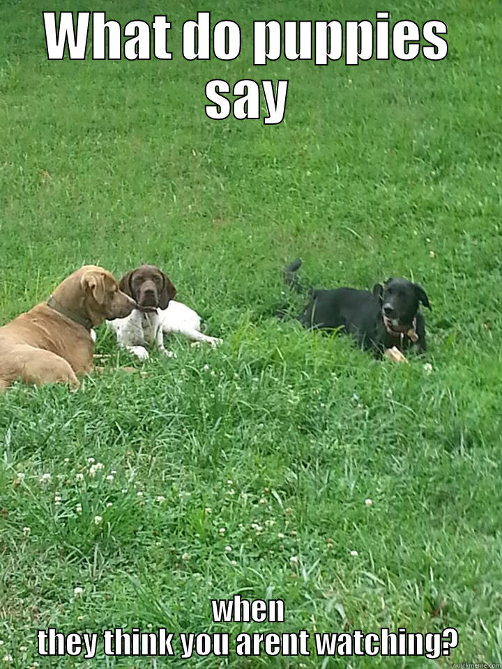 Puppy Pow Wow - WHAT DO PUPPIES SAY WHEN THEY THINK YOU ARENT WATCHING? Misc