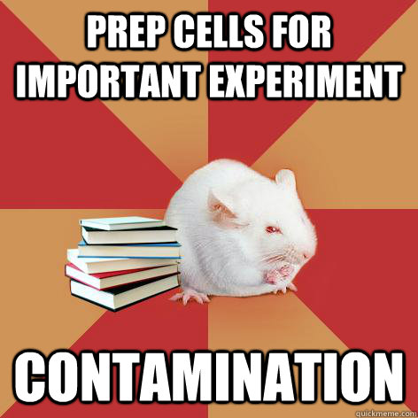 Prep cells for important experiment Contamination  Science Major Mouse