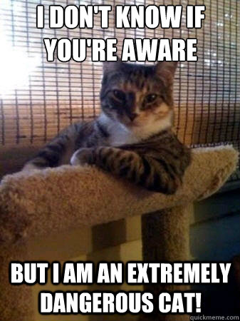 I Don't know if you're aware but i am an extremely dangerous cat! - I Don't know if you're aware but i am an extremely dangerous cat!  The Most Interesting Cat in the World