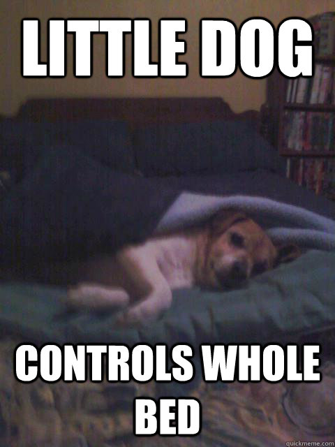 Little Dog Controls whole bed - Little Dog Controls whole bed  Terrific Tiki