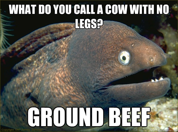 What do you call a cow with no legs? Ground beef   Bad Joke Eel