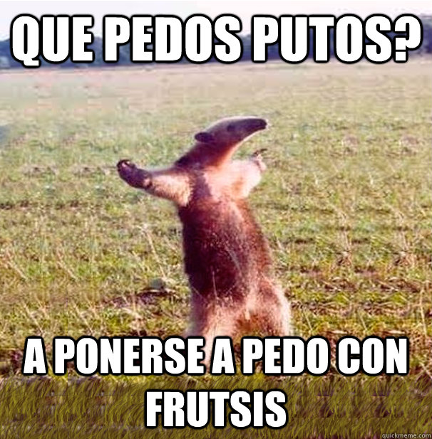 Que pedos putos? A ponerse a pedo con frutsis  oso hormiguero