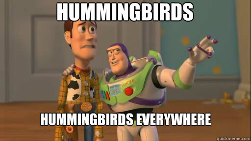 Hummingbirds  Hummingbirds everywhere - Hummingbirds  Hummingbirds everywhere  Everywhere