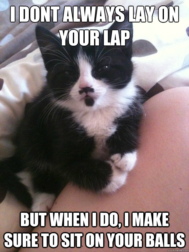 I dont always lay on your lap but when i do, i make sure to sit on your balls  