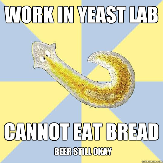 work in yeast lab cannot eat bread Beer still okay  Bio Major Planarian