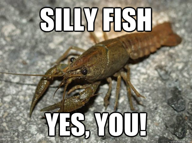 Silly fish Yes, you!  that fish cray