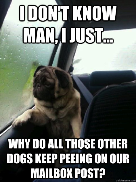 I don't know man, I just... Why do all those other dogs keep peeing on our mailbox post?  Introspective Pug