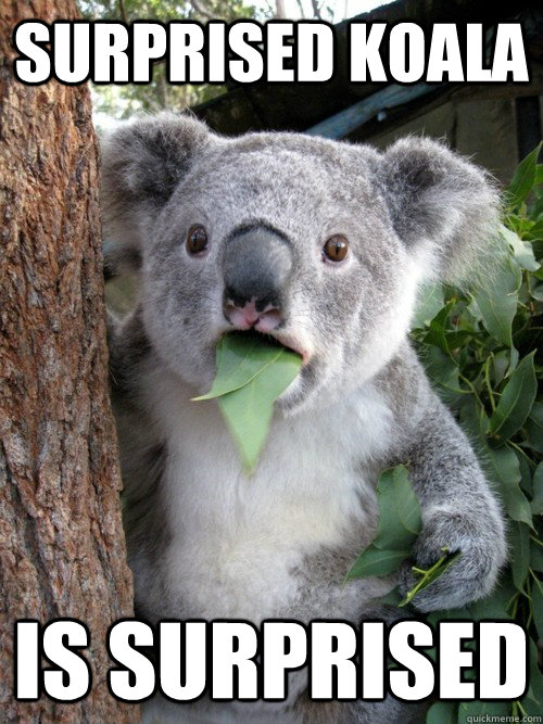 Surprised Koala is surprised  Surprised Koala