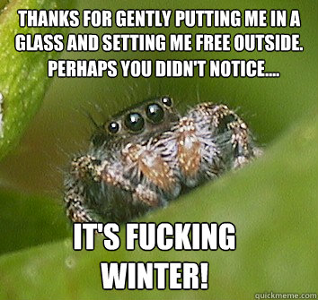 Thanks for gently putting me in a glass and setting me free outside. Perhaps you didn't notice....  IT'S FUCKING WINTER!  Misunderstood Spider