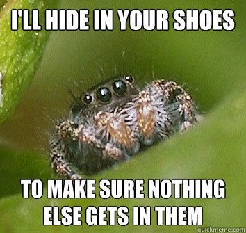 i'll hide in your shoes to make sure nothing else gets in them  Misunderstood Spider