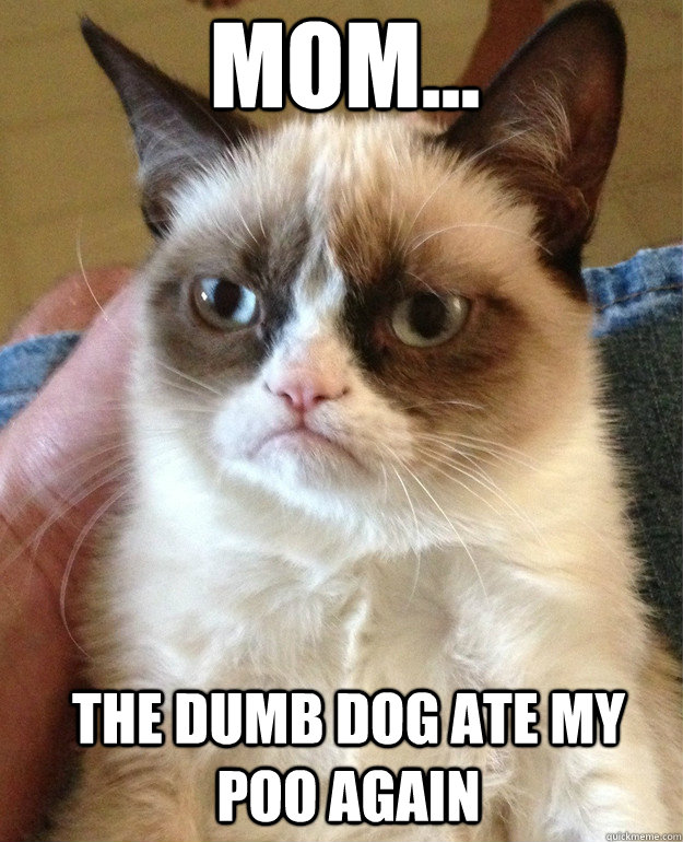 Mom... The Dumb Dog Ate My Poo Again  Grumpy Cat