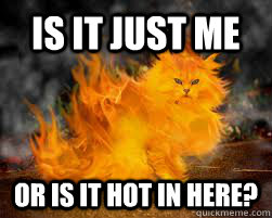 Is it just me or is it hot in here?  Fire Cat