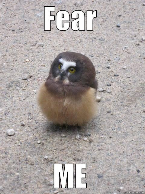 Derpy Owl - FEAR ME Misc