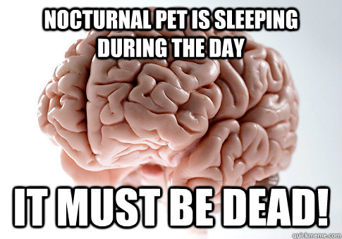 nocturnal pet is sleeping during the day it must be dead!  Scumbag Brain