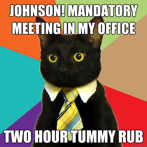 Johnson! Mandatory meeting in my office Two hour tummy rub  Business Cat