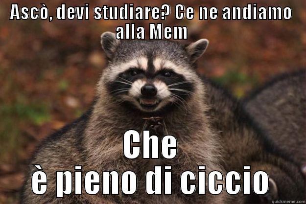 ASCÒ, DEVI STUDIARE? CE NE ANDIAMO ALLA MEM CHE È PIENO DI CICCIO Evil Plotting Raccoon