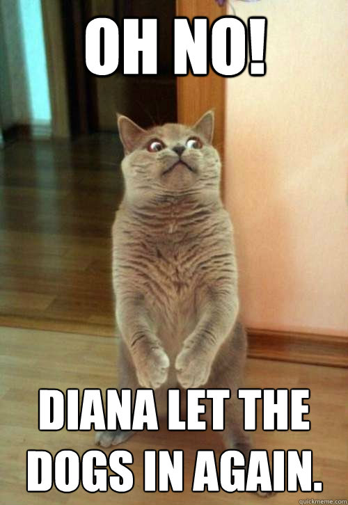 Oh no! Diana let the dogs in again.  Horrorcat