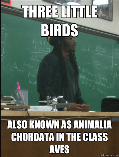 Three little birds also known as animalia chordata in the class aves  Rasta Science Teacher