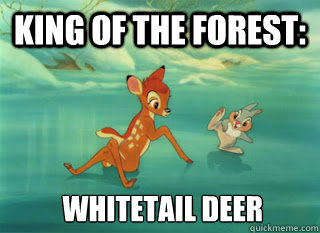 king of the forest:  whitetail deer - king of the forest:  whitetail deer  Disney Logic