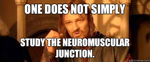 One does not simply Study the Neuromuscular Junction. - One does not simply Study the Neuromuscular Junction.  One Does Not Simply