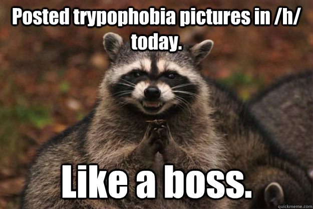 Posted trypophobia pictures in /h/ today. Like a boss. - Posted trypophobia pictures in /h/ today. Like a boss.  Evil Plotting Raccoon