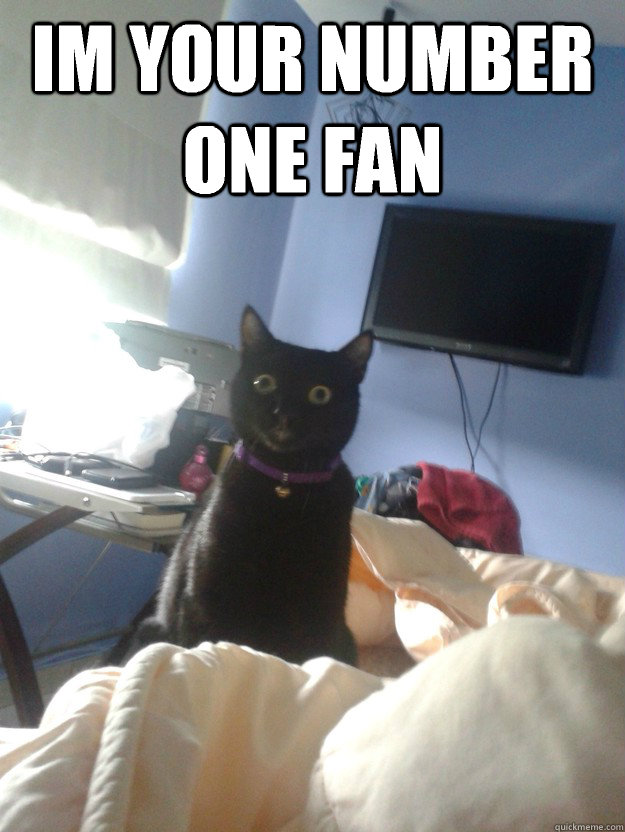 Im your number one fan   overly attached cat