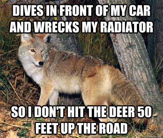 Dives in front of my car and wrecks my radiator So i don't hit the deer 50 feet up the road  