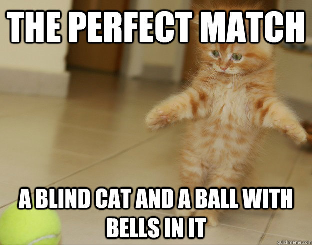 THe PERFECT MATCH A BLIND CAT and a ball with bells in it - THe PERFECT MATCH A BLIND CAT and a ball with bells in it  Blind Cat