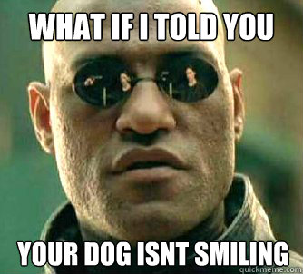 What if I told you your dog isnt smiling  What if I told you