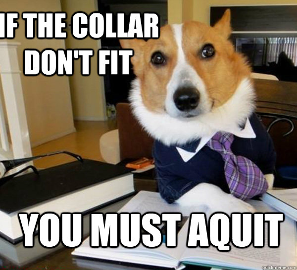 if the collar don't fit you must aquit  Lawyer Dog